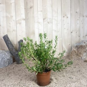Azalea Japonica Orange Beauty Cont 3 L 25/30