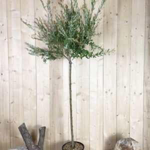 Salix Integra Hakuro Nishiki Cont 15 L 1/2 Tige