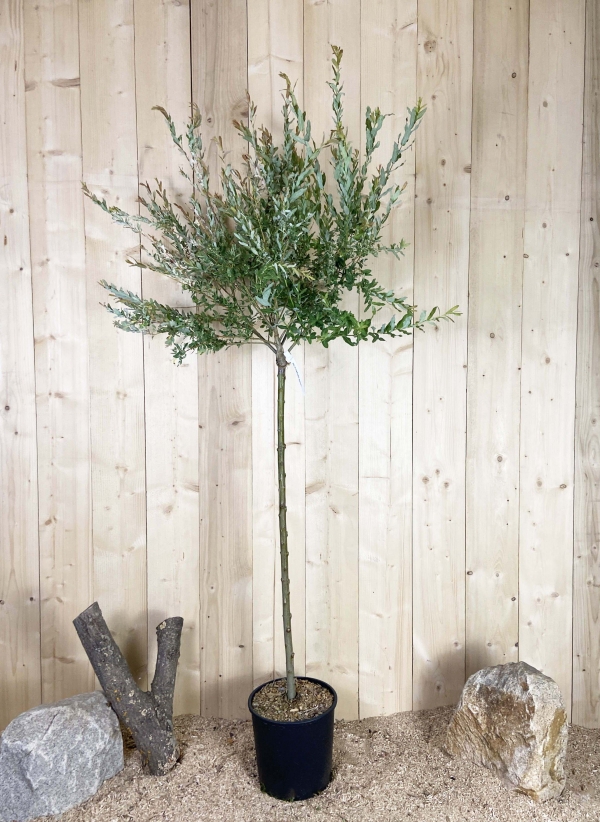 Salix Integra Hakuro Nishiki Cont 15 L 1/2 Tige