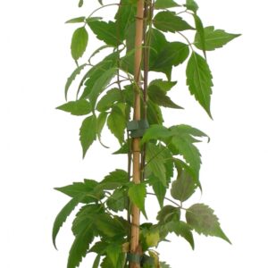 Clematis Montana Rubens Cont 3 L 90/120