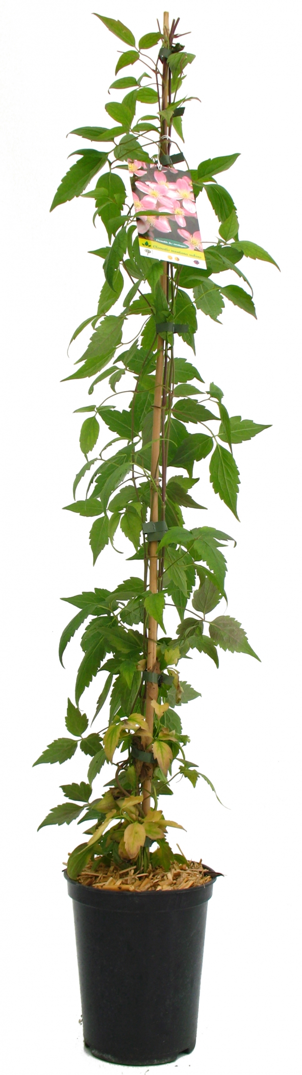 Clematis Montana Rubens Cont 3 L 90/120