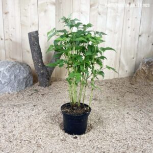 Rubus Idaeus Fall Gold Cont 3 L Touffe