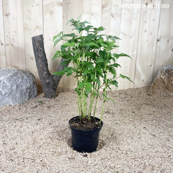 Rubus Idaeus Fall Gold Cont 3 L Touffe