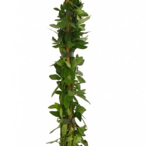 Jasminum Nudiflorum Cont 3 L 80/100