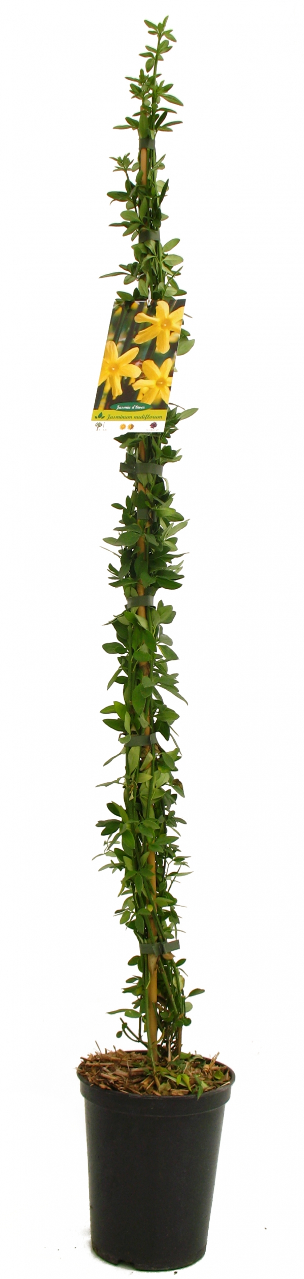 Jasminum Nudiflorum Cont 3 L 80/100