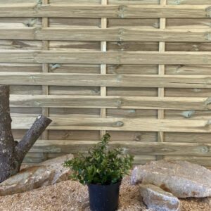 Abelia Grandiflora Sherwood Cont 3 L 30/40
