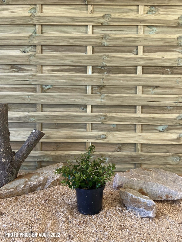 Abelia Grandiflora Sherwood Cont 3 L 30/40