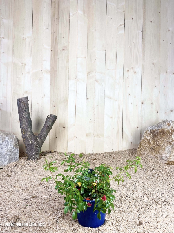Rosa Kadora ® Cont bleu 2 L Touffe