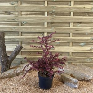 Berberis Thunbergii Harlequin Cont 3 L 40/60