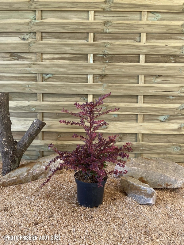 Berberis Thunbergii Harlequin Cont 3 L 40/60