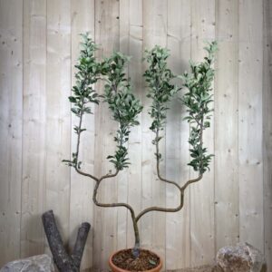 Malus Domestica Elstar Cont 22 L déco Double U