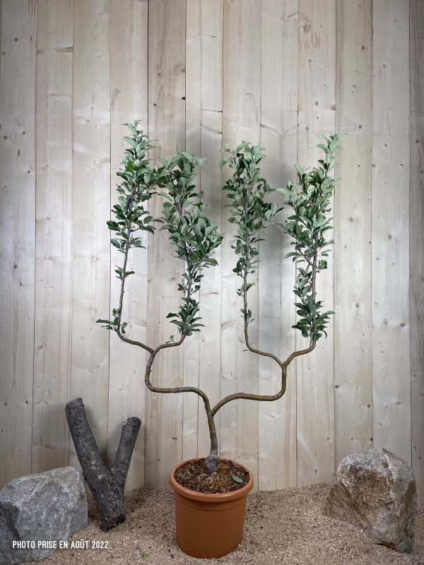 Malus Domestica Elstar Cont 22 L déco Double U
