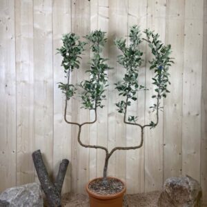 Malus Domestica Idared Cont 22 L déco Double U