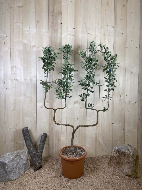 Malus Domestica Idared Cont 22 L déco Double U