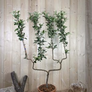 Malus Domestica Golden Delicious Cont 22 L déco Double U