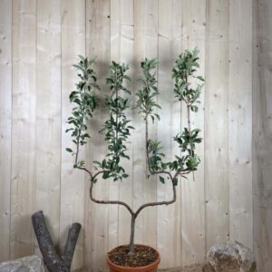Malus Domestica Melrose Cont 22 L déco Double U