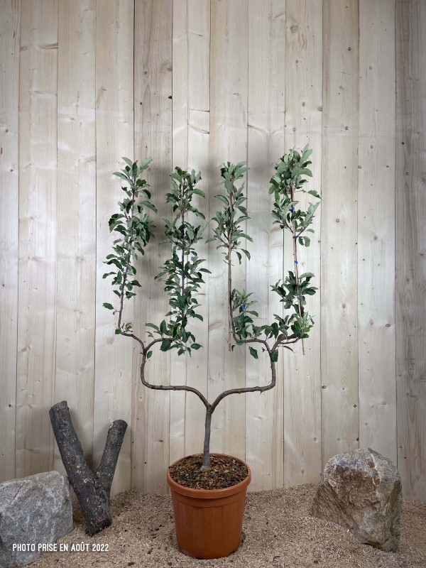 Malus Domestica Melrose Cont 22 L déco Double U