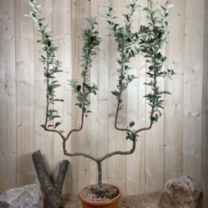 Malus Domestica Reinette Grise Du Canada Cont 22 L déco Double U