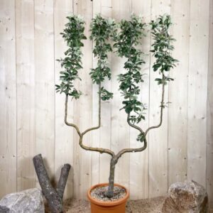 Malus Domestica Reine Des Reinettes Cont 22 L déco Double U