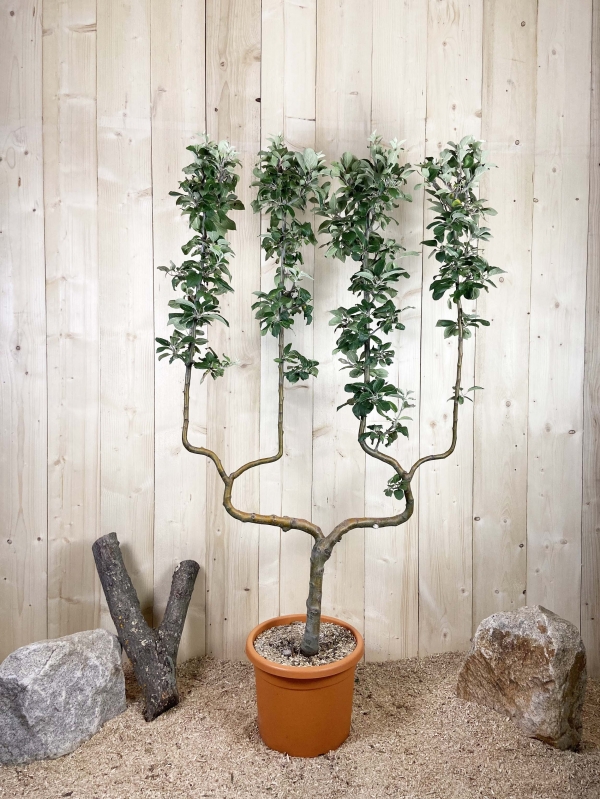 Malus Domestica Reine Des Reinettes Cont 22 L déco Double U
