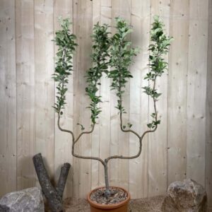 Malus Domestica Winter Banana Cont 22 L déco Double U