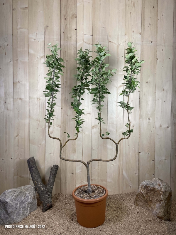 Malus Domestica Winter Banana Cont 22 L déco Double U