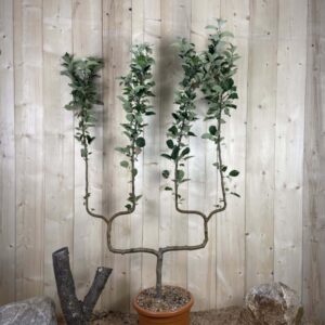 Malus Domestica Belle De Boskoop Cont 22 L déco Double U