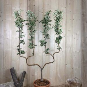 Malus Domestica Granny Smith Cont 22 L déco Double U
