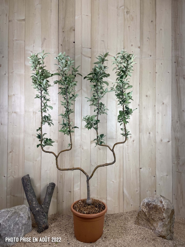 Malus Domestica Granny Smith Cont 22 L déco Double U