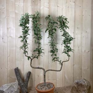 Malus Domestica Gala Cont 22 L déco Double U