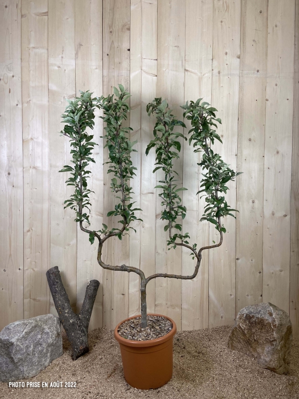 Malus Domestica Gala Cont 22 L déco Double U