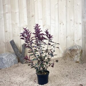Prunus Cistena Cont 3 L 40/60
