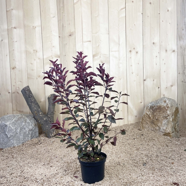 Prunus Cistena Cont 3 L 40/60