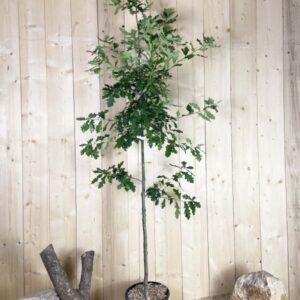 Quercus Robur Cont 15 L 175/200