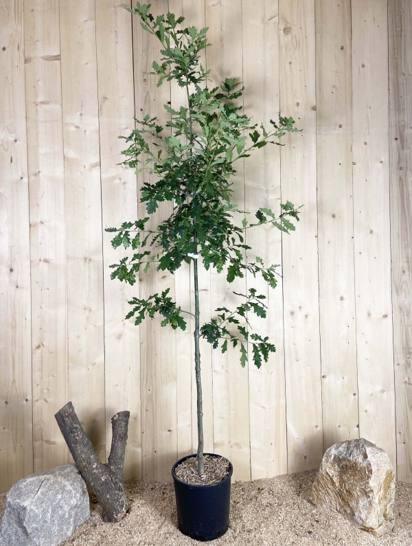 Quercus Robur Cont 15 L 175/200
