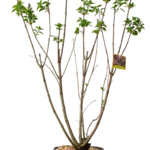 Syringa Vulgaris Greffé Katherine Havemeyer Cont 10 L 60/80