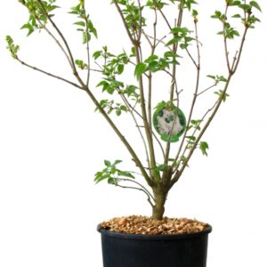 Syringa Vulgaris Greffé Madame Lemoine Cont 10 L 60/80