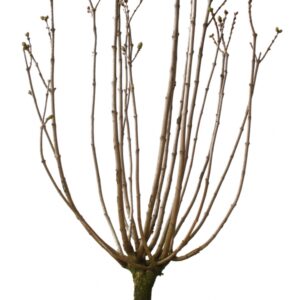 Syringa Vulgaris Greffé Souvenir De Louis Spaeth Cont 10 L 60/80