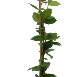 Rhyncospermum Jasminoides Cont 3 L 80/100