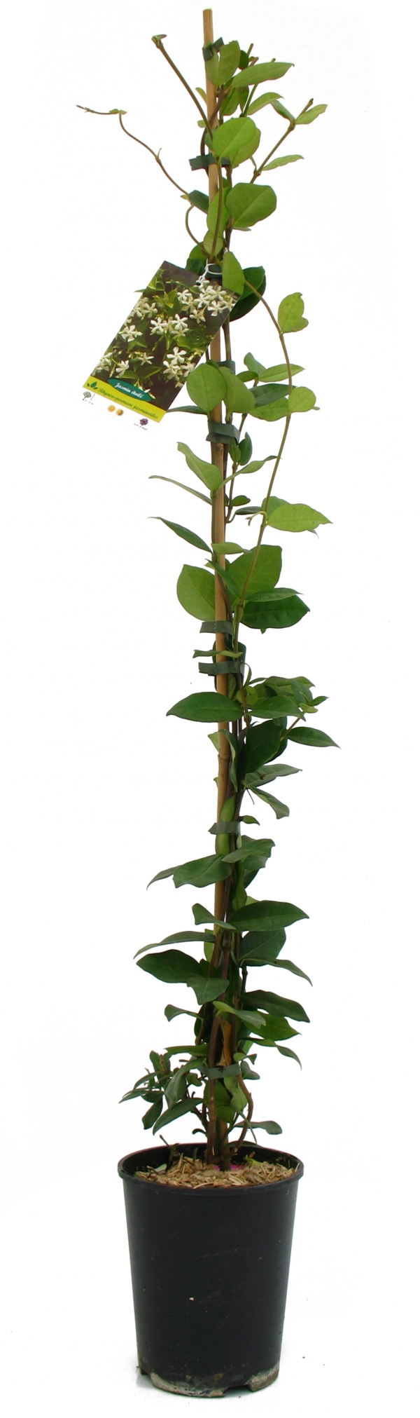 Rhyncospermum Jasminoides Cont 3 L 80/100
