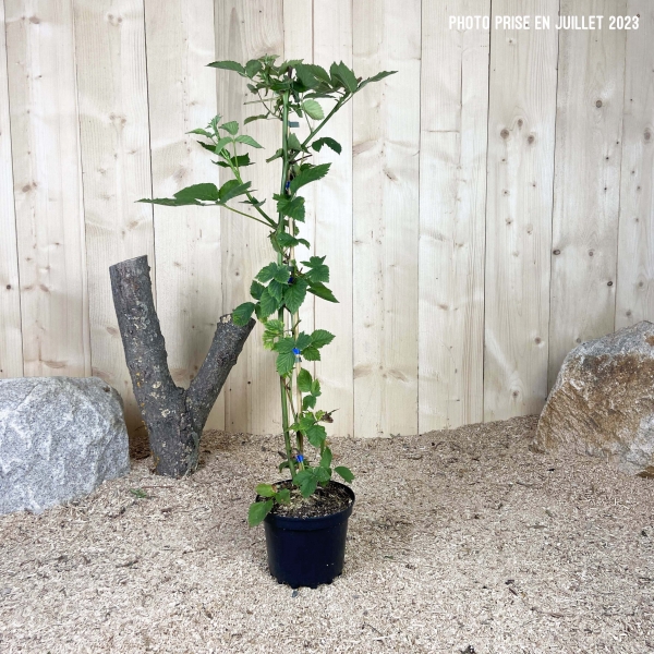 Rubus Fruticosus Thornless Cont 3 L Touffe