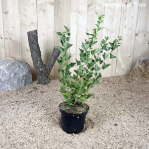 Ribes Uva-Crispa Winham'S Industry Cont 3 L Touffe