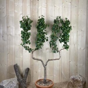 Pyrus Domestica Beurre Hardy Cont 22 L déco Double U