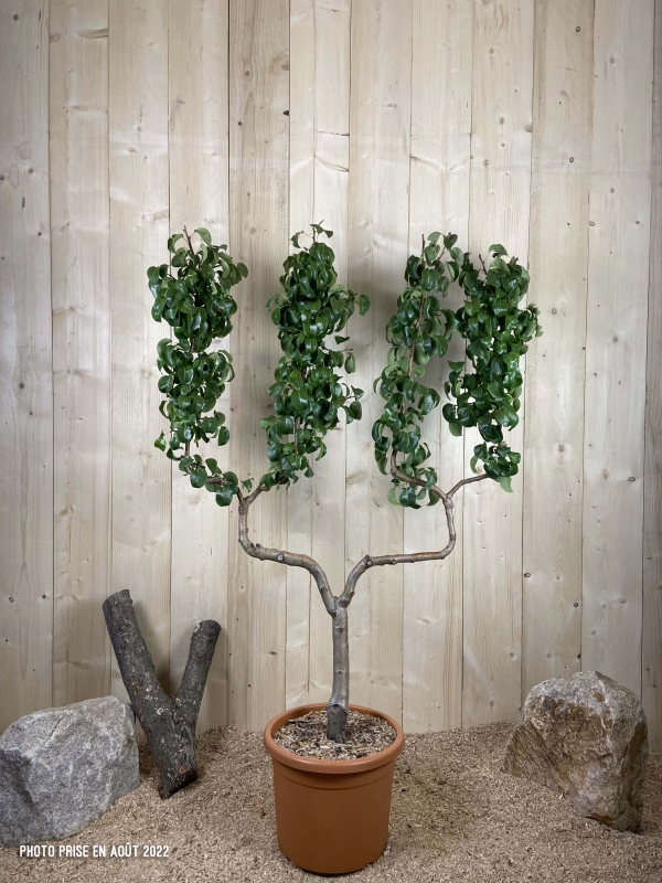 Pyrus Domestica Beurre Hardy Cont 22 L déco Double U