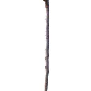 Ficus Carica Goutte De Miel Cont 15 L 1/2 Tige 6/8