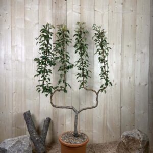 Pyrus Domestica William's Jaune Cont 22 L déco Double U