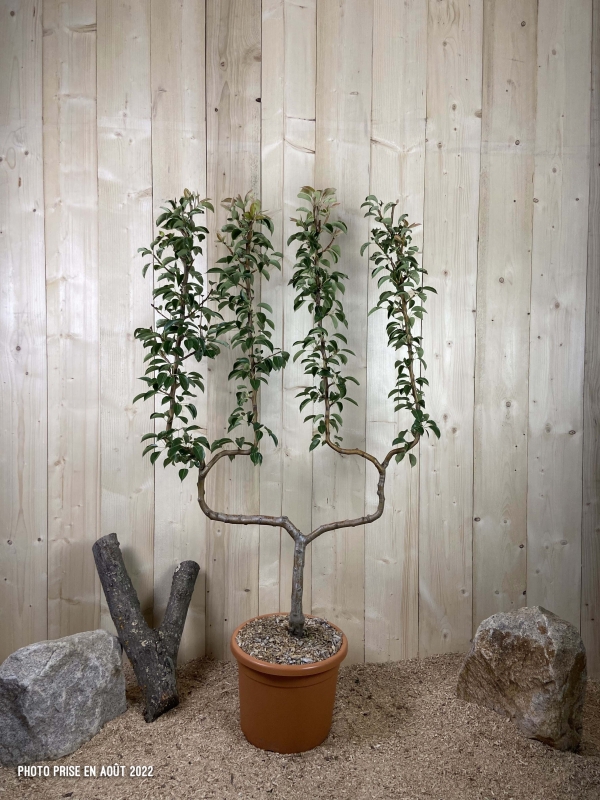 Pyrus Domestica William's Jaune Cont 22 L déco Double U