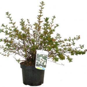 Potentilla Fruticosa Abbotswood Cont 3 L 20/30
