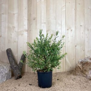 Salix Integra Hakuro Nishiki Cont 10 L 60/80
