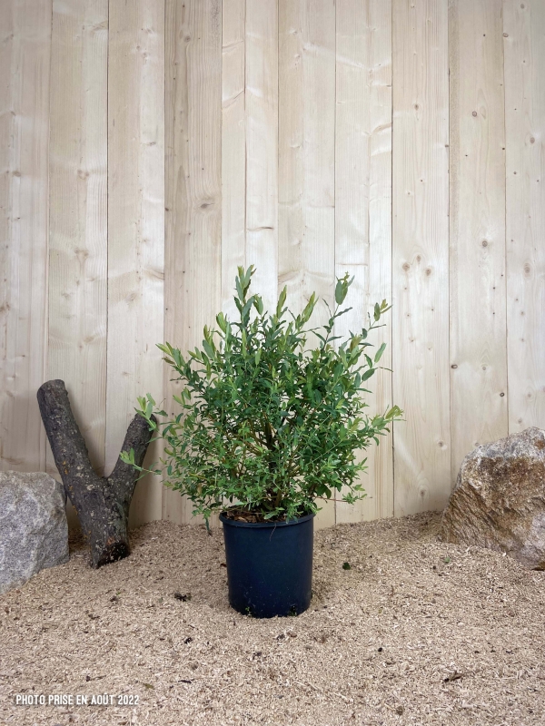 Salix Integra Hakuro Nishiki Cont 10 L 60/80
